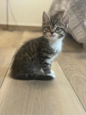 Süßer Kater sucht liebevolles Zuhause   