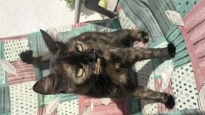 Liebevolles Zuhause für unsere Katze Konfetti gesucht