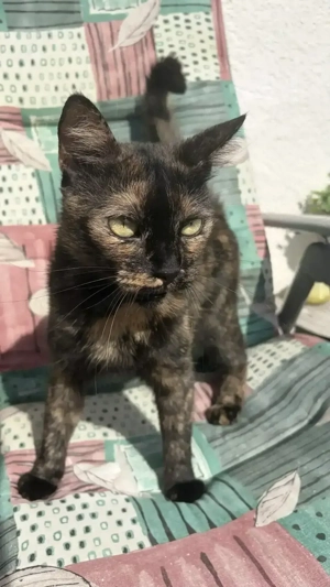 Liebevolles Zuhause für unsere Katze Konfetti gesucht