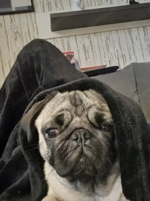 Liebevolles zuhause gesucht.     Reserviert 