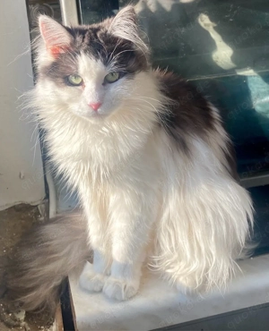 Maine Coon Katze  Black White (Bicolor) geb. 06.10.2025