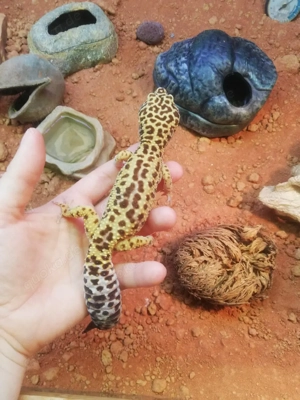 Leopardgecko Gruppe abzugeben 