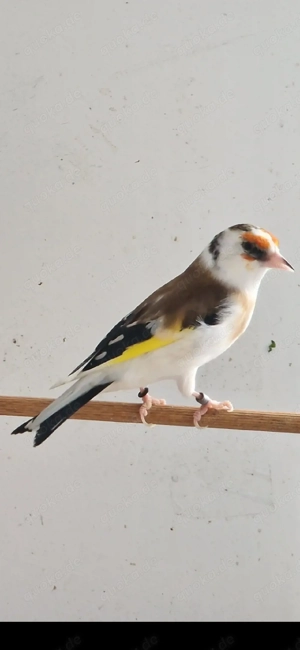 stieglitz sciarpato  0.1