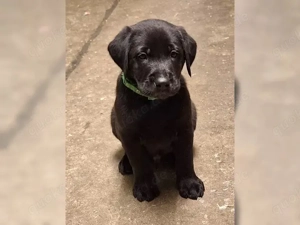 Süße Labrador Retriever Welpen 