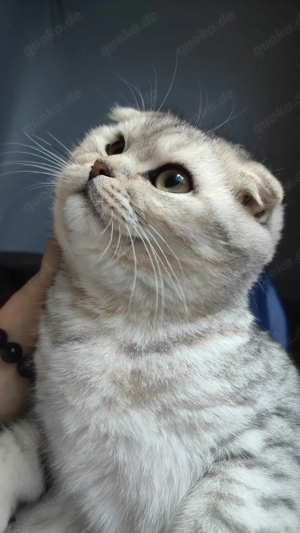 bkh   SF Kitten,Kätzchen. Geimpft und gechippt. 