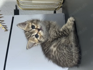 Süße BKH & BLH Kätzchen zu verkaufen 