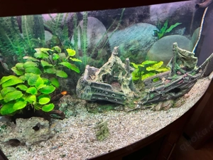 Juwel Aquarium 180 Liter komplett mit Zubehör und Unterschrank