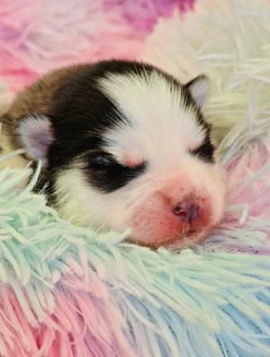 Pomsky F2 Micro & Toy Puppengesicht Bärchentyp Wollycoat 