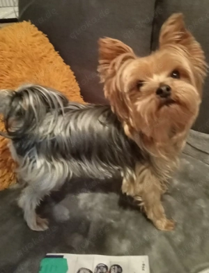 Yorkshire Terrier Mini 2,5 kg