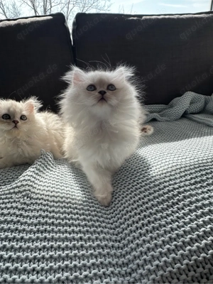 Wunderschöne BLH Kitten mit blauen Augen liebevoll aufgezogen