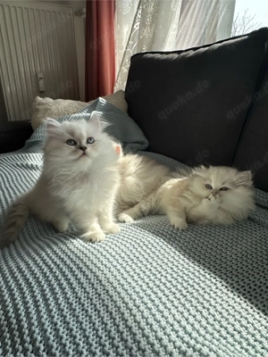 Wunderschöne BLH Kitten mit blauen Augen liebevoll aufgezogen