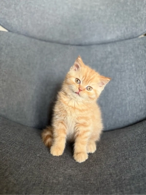 Wunderschöne BKH Kitten