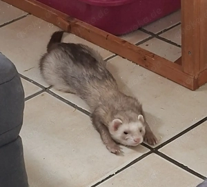 Frettchen Kumpels suchen neues Zuhause 