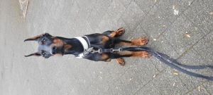 Dobermann Hündin 9 Monate 