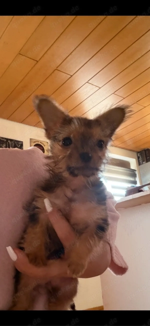 Mini Yorkshire-Pekinese Terrier