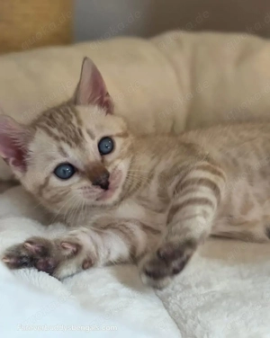 Bengalkätzchen abzugeben