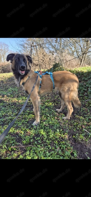 Teddy sucht ein neues Zuhause 