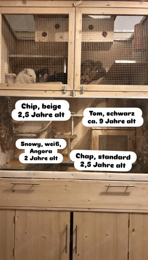 4 süße Chinchillajungs 