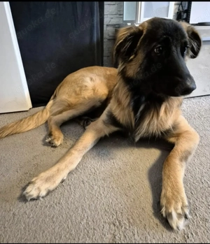 Teddy sucht ein neues Zuhause  Bild 5