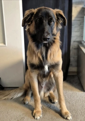 Teddy sucht ein neues Zuhause  Bild 6