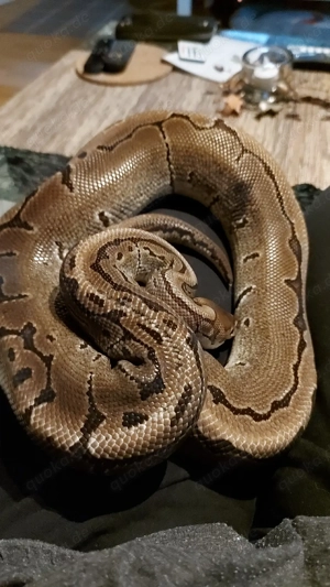 Königspython abzugeben