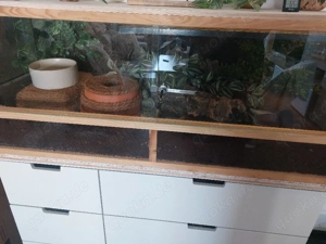 Königspython mit Terrarium 