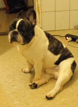 Französiche bulldoge