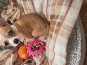 Einen süßen , lieben , kleinen chihuahua Welpen zum verkaufen 