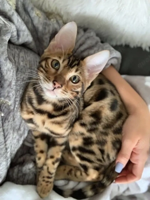 Das ist unser wunderschöner und einzigartiger Sacred-Bengal-Kater Neo