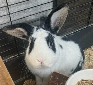 hase zwerg kaninchen rammler