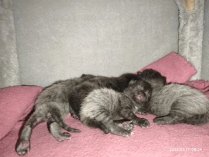 Wunderschöne Kitten   