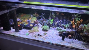 HighEnd Meerwasser Aquarium Bild 9