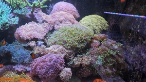 HighEnd Meerwasser Aquarium Bild 6