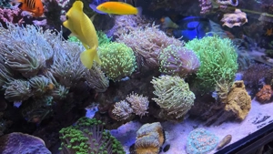 HighEnd Meerwasser Aquarium Bild 5