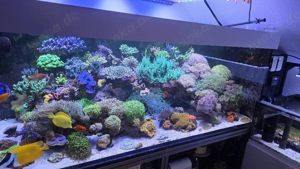 HighEnd Meerwasser Aquarium