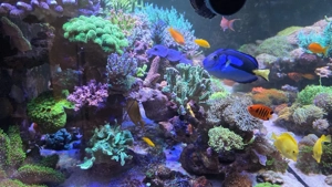 HighEnd Meerwasser Aquarium Bild 3