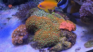 HighEnd Meerwasser Aquarium Bild 7