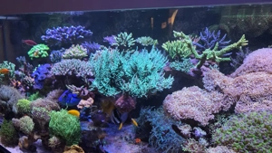 HighEnd Meerwasser Aquarium Bild 4