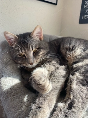 Maine coon Mix Kater zu verkaufen 