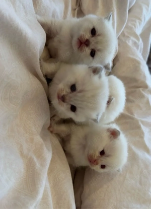 BKH kitten BKH silver shaded