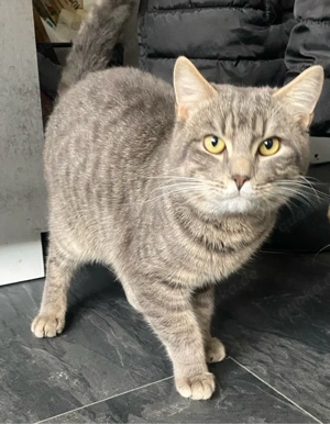 Maine coon Mix zu verkaufen