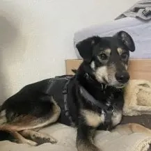 Solana ca. 45 cm   die sanfte Seele [auf Pflegestelle in 04229 Leipzig]