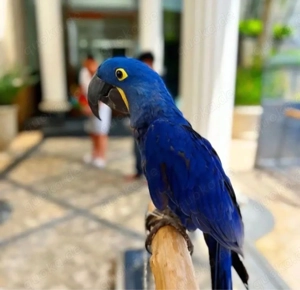 Zutrauliche Hyazinthenpapageien suchen ein neues Zuhause   