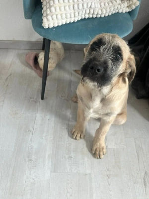 Wunderschöner Cane Corso Mix Rüde zu verkaufen