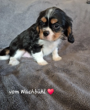 Wunderschöne Cavalier King Charles Spaniel Welpen 