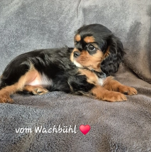 Wunderschöne Cavalier King Charles Spaniel Welpen 