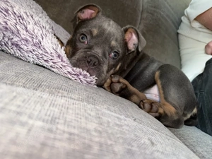 Alternativ Bulldogge 15 Wochen alt 