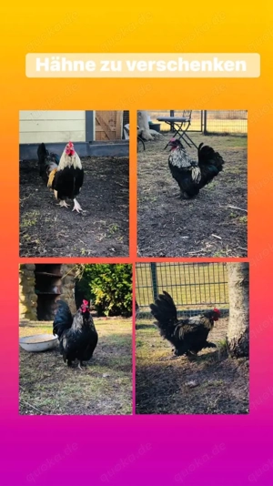 Hähne zu verschenken