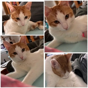 Olmo, sucht ein liebevolles zu Hause 