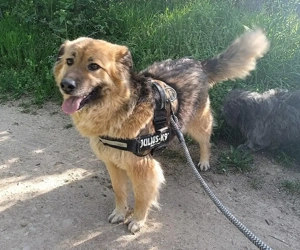 JESSY *bei unserer Pflegestelle in 46286 Dorsten*